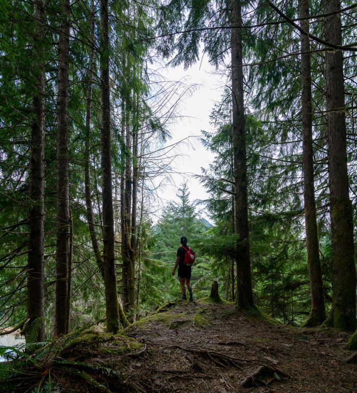 A solitary hiker ventures through a lush forest trail, capturing the spirit of outdoor exploration.